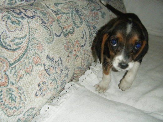 Snoopy a su llegada a nuestra casa, aqui en el sofa y con su carita de niño bueno